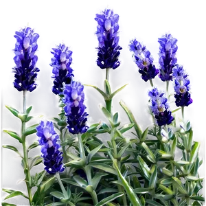 French Lavender Field Png Lfn PNG Image