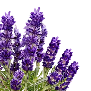 French Lavender Field Png Vee PNG Image