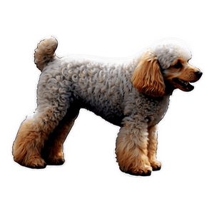 French Poodle Outline PNG 06112024 PNG image with transparent background