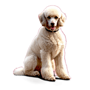 French Poodle Outline PNG ejf PNG image with transparent background