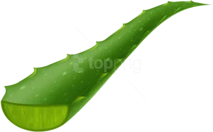 Fresh Aloe Vera Leaf.png PNG Image