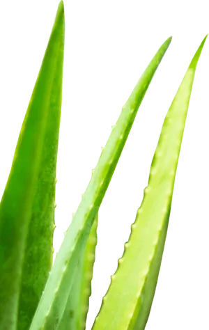 Fresh Aloe Vera Leaves Isolated PNG Image