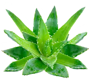 Fresh Aloe Vera Plant Isolated PNG Image