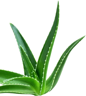 Fresh Aloe Vera Plant Isolated PNG Image