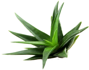 Fresh Aloe Vera Plant P N G PNG Image