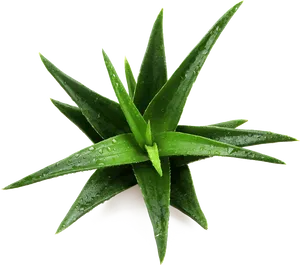 Fresh Aloe Vera Plantwith Dew Drops.png PNG Image