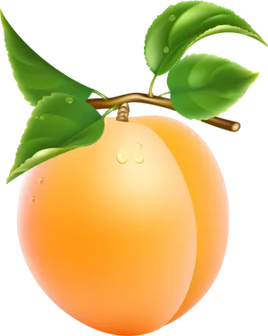 Fresh Apricot With Dew Drops PNG Image