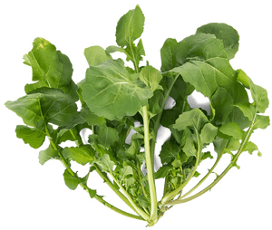 Arugula Png Download Image - Png Vegetable Plant, Transparent Png PNG image with transparent background