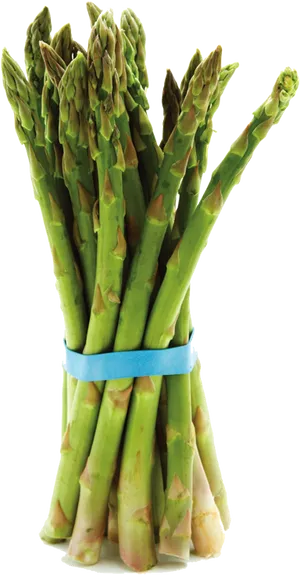 Fresh Asparagus Bunch Isolated PNG Image