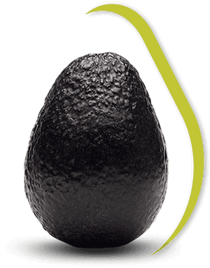 Black Avocado, HD Png Download PNG image with transparent background