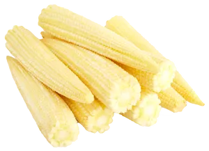 Fresh Baby Corn Isolatedon Background PNG Image