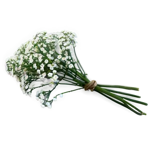 Fresh Babys Breath Sprig Png 06132024 PNG Image