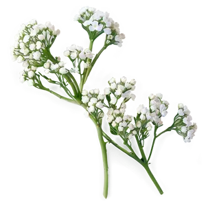 Fresh Babys Breath Sprig Png 2 PNG Image