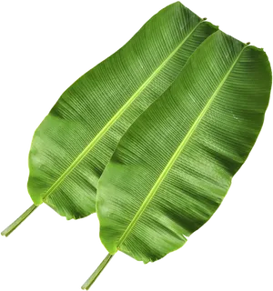 Fresh Banana Leaves Isolated PNG Image