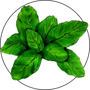 Fresh Basil Leaves Illustration PNG Image