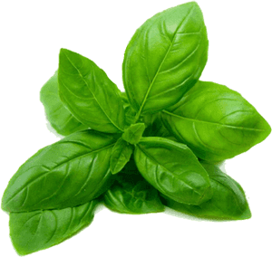 Fresh Basil Leaves Isolated.png PNG