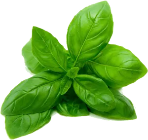 Fresh Basil Leaves Isolated.png PNG Image