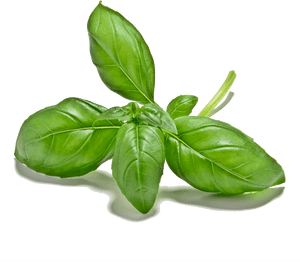 Fresh Basil Leaves Isolated.png PNG