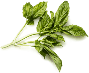 Fresh Basil Leaves.png PNG