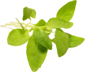 Fresh Basil Leaves Transparent Background PNG Image