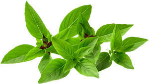 Fresh Basil Leaves Transparent Background PNG