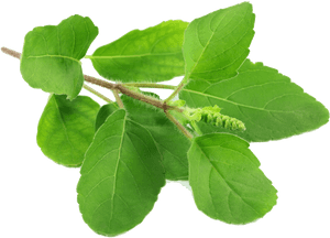 Fresh Basil Leaves Transparent Background PNG
