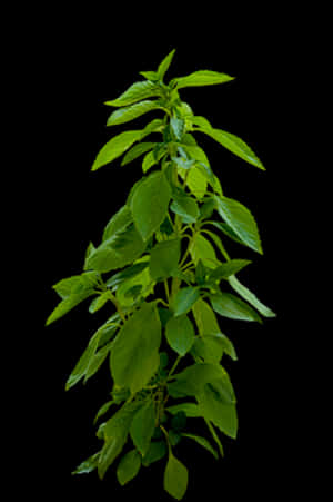Fresh Basil Plant Black Background PNG image with transparent background