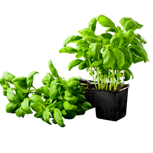 Fresh Basil Plantin Pot PNG