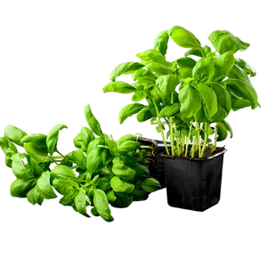 Fresh Basil Plantin Pot PNG Image