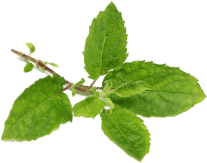 Fresh Basil Sprig.png PNG