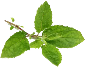 Fresh Basil Sprig.png PNG Image