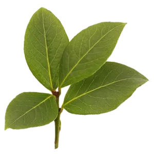 Fresh Bayleaf Sprig Isolated Background PNG Image