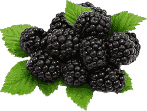 Information And Clip Art About Blackberry Winter - Blackberries Clipart, HD Png Download PNG image with transparent background