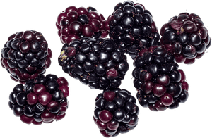 Blackberry Fruit Png Image - Blackberry Fruit Png, Transparent Png PNG image with transparent background