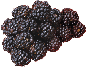 Blackberry Png, Transparent Png PNG image with transparent background
