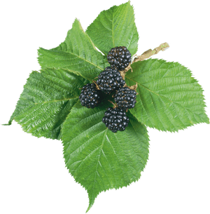 Blackberry Png - Blackberry Leaf Png, Transparent Png PNG image with transparent background