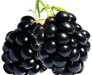 Blackberry Fruit Png Transparent Images - Zarzamora Png, Png Download PNG image with transparent background