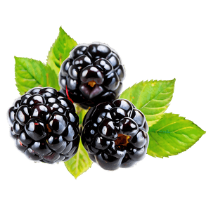 Fresh Blackberry PNG cyw PNG image with transparent background