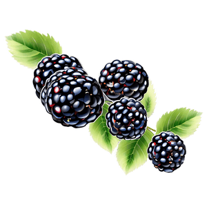 Fresh Blackberry PNG pum PNG image with transparent background