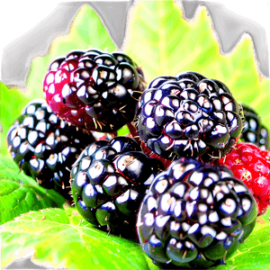 Fresh Blackberry PNG qum PNG image with transparent background