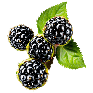 Fresh Blackberry PNG ybi50 PNG image with transparent background