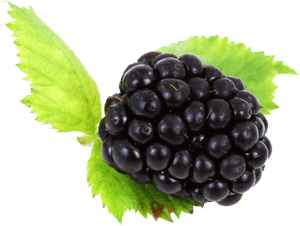 Blackberry With Leaves Png Image - Transparent Background Blackberry Png, Png Download PNG image with transparent background