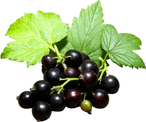 Fresh Blackcurrant Clusterwith Leaves PNG Image