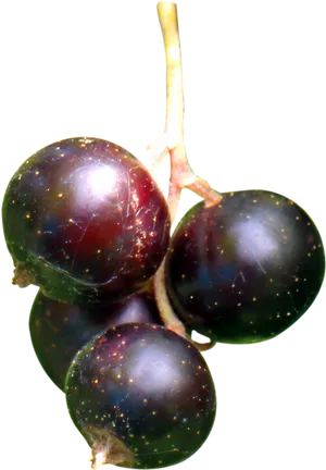 Fresh Blackcurrantson Stem PNG Image