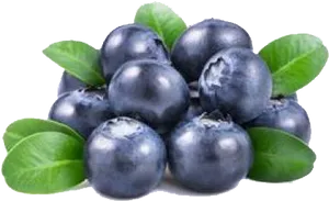 Fresh Blueberries Cluster.png PNG Image