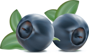 Blueberries Png - Clip Art Blueberry Png, Transparent PNG with transparent background