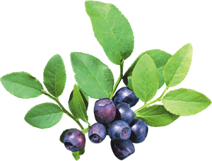 Blueberry Bush Png - Blueberry Tree Png, Transparent Png PNG image with transparent background