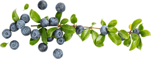 Transparent Blueberry Bush Clipart - Transparent Blueberry Clipart Background, HD Png Download PNG image with transparent background
