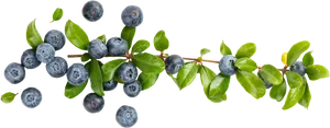 Fresh Blueberrieson Branch PNG Image