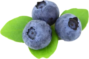 Fresh Blueberrieswith Leaves PNG Image